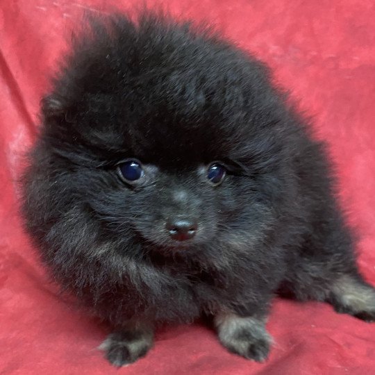 chiot Spitz allemand ALF spitz Domaine de la Chantelaie