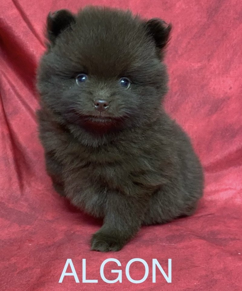 ALGON spitz Mâle Spitz allemand