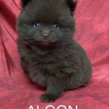 chiot Spitz allemand ALGON spitz Domaine de la Chantelaie chiot Spitz allemand ALGON spitz Domaine de la Chantelaie