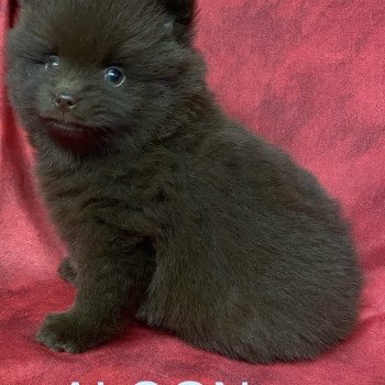 chiot Spitz allemand ALGON spitz Domaine de la Chantelaie chiot Spitz allemand ALGON spitz Domaine de la Chantelaie