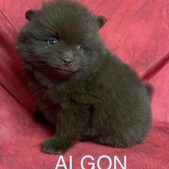 chiot Spitz allemand ALGON spitz Domaine de la Chantelaie chiot Spitz allemand ALGON spitz Domaine de la Chantelaie