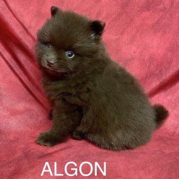 chiot Spitz allemand ALGON spitz Domaine de la Chantelaie chiot Spitz allemand ALGON spitz Domaine de la Chantelaie