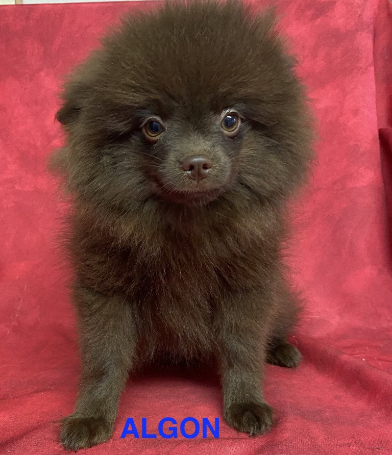 ALGON spitz Mâle Spitz allemand