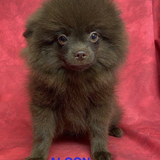 ALGON spitz Mâle Spitz allemand