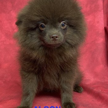 chiot Spitz allemand ALGON spitz Domaine de la Chantelaie chiot Spitz allemand ALGON spitz Domaine de la Chantelaie