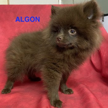 chiot Spitz allemand ALGON spitz Domaine de la Chantelaie chiot Spitz allemand ALGON spitz Domaine de la Chantelaie
