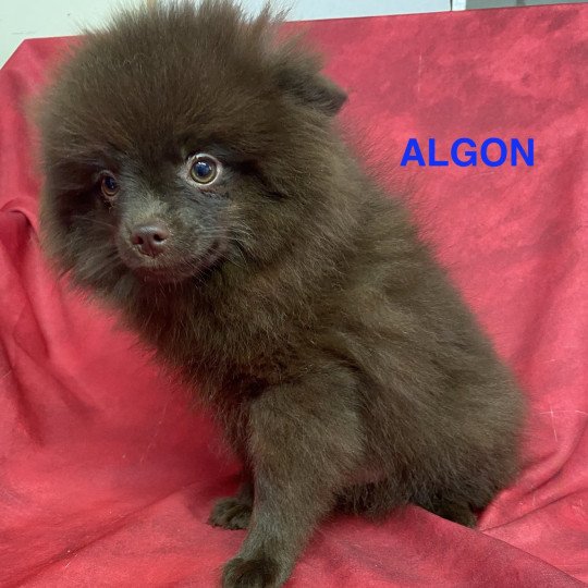 chiot Spitz allemand ALGON spitz Domaine de la Chantelaie