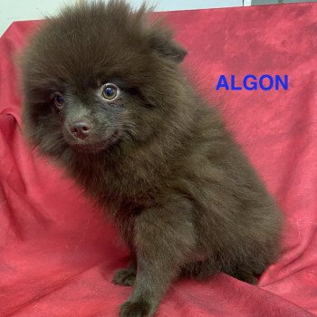 chiot Spitz allemand ALGON spitz Domaine de la Chantelaie chiot Spitz allemand ALGON spitz Domaine de la Chantelaie