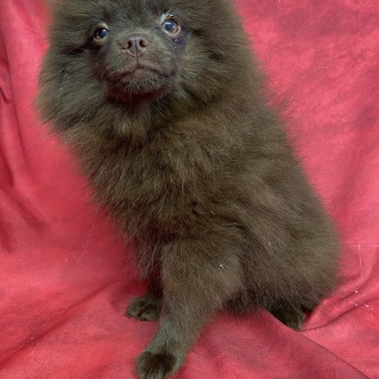 chiot Spitz allemand ALGON spitz Domaine de la Chantelaie