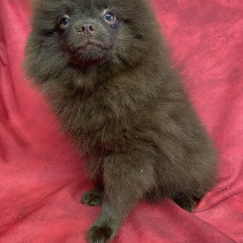 chiot Spitz allemand ALGON spitz Domaine de la Chantelaie chiot Spitz allemand ALGON spitz Domaine de la Chantelaie