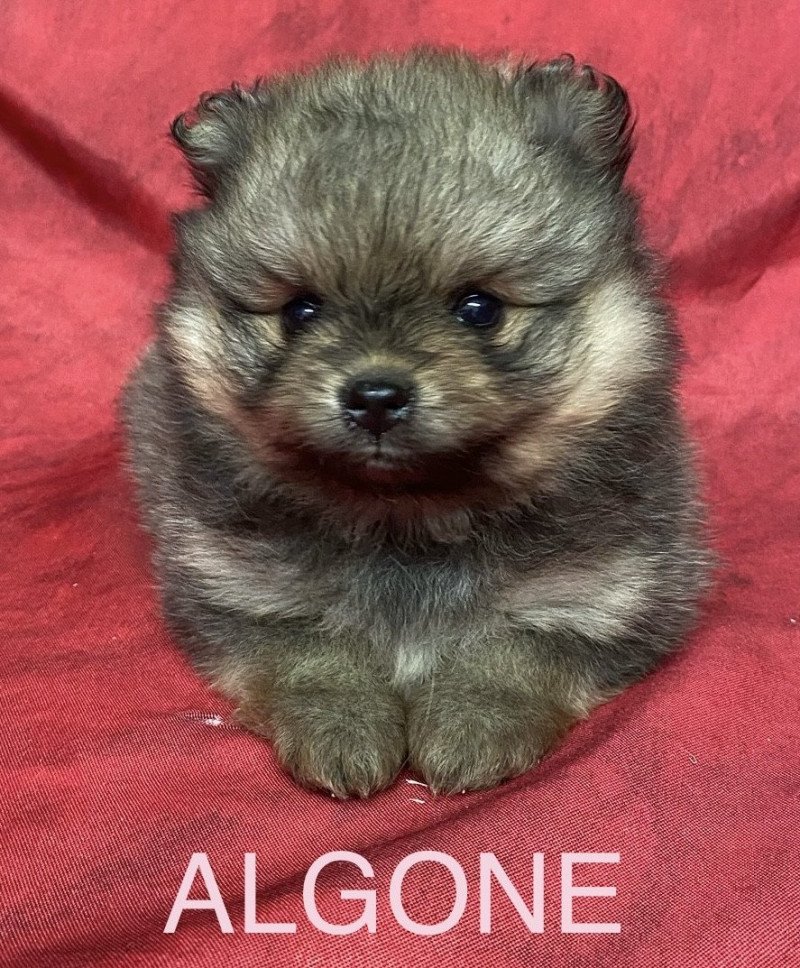 ALGONE spitz Femelle Spitz allemand