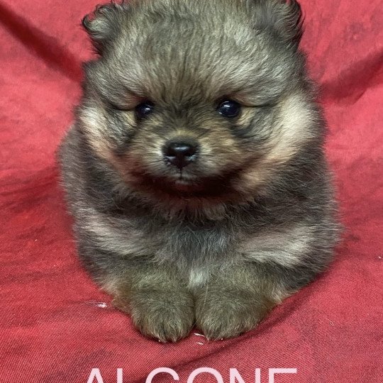 chiot Spitz allemand ALGONE spitz Domaine de la Chantelaie