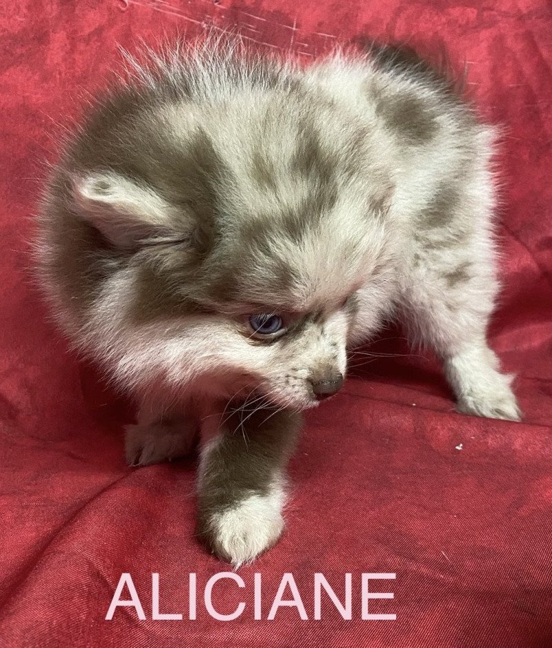 ALICIANE spitz nain Femelle Spitz allemand