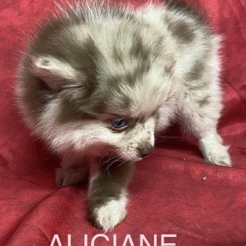 chiot Spitz allemand ALICIANE spitz nain Domaine de la Chantelaie chiot Spitz allemand ALICIANE spitz nain Domaine de la Chantelaie