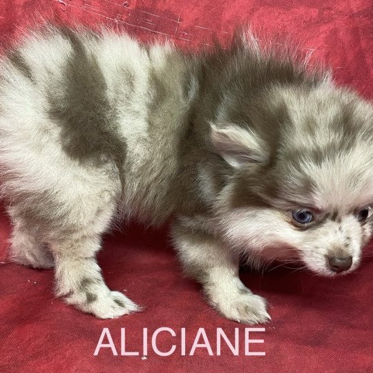 chiot Spitz allemand ALICIANE spitz nain Domaine de la Chantelaie
