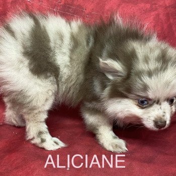 chiot Spitz allemand ALICIANE spitz nain Domaine de la Chantelaie chiot Spitz allemand ALICIANE spitz nain Domaine de la Chantelaie