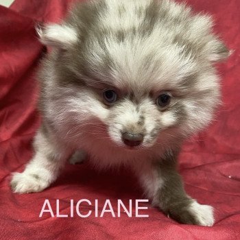 chiot Spitz allemand ALICIANE spitz nain Domaine de la Chantelaie chiot Spitz allemand ALICIANE spitz nain Domaine de la Chantelaie