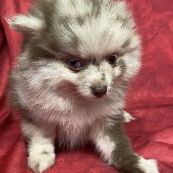 chiot Spitz allemand ALICIANE spitz nain Domaine de la Chantelaie chiot Spitz allemand ALICIANE spitz nain Domaine de la Chantelaie