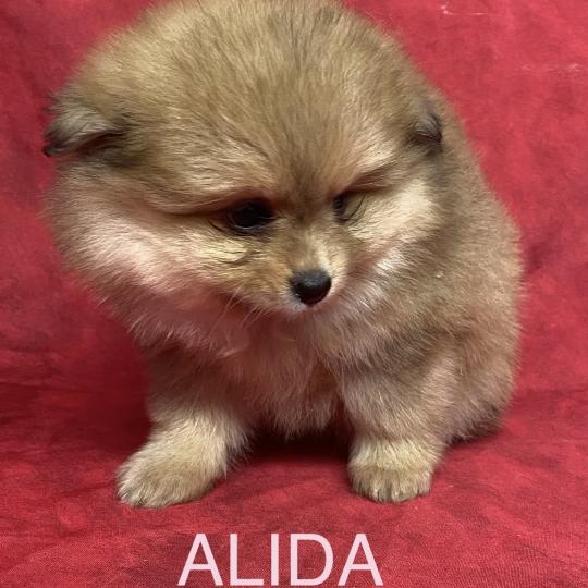 chiot Spitz allemand ALIDA spitz à réserver Domaine de la Chantelaie