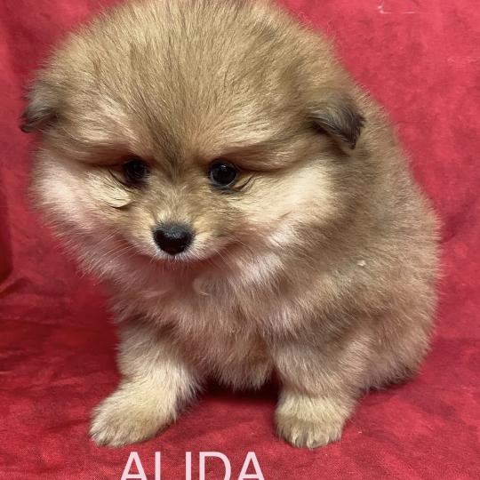 chiot Spitz allemand ALIDA spitz à réserver Domaine de la Chantelaie