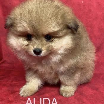 chiot Spitz allemand ALIDA spitz à réserver Domaine de la Chantelaie