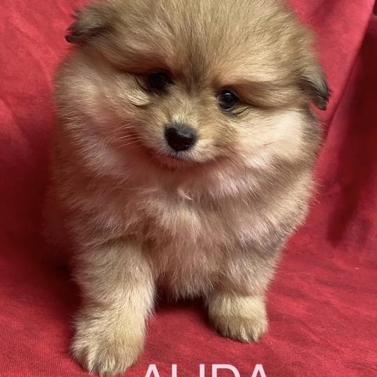 chiot Spitz allemand ALIDA spitz à réserver Domaine de la Chantelaie