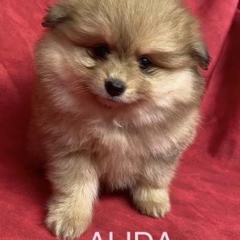 chiot Spitz allemand ALIDA spitz à réserver Domaine de la Chantelaie