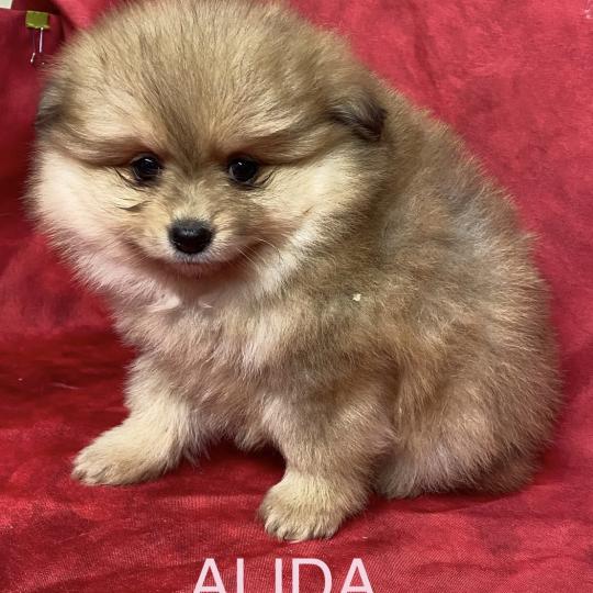 chiot Spitz allemand ALIDA spitz à réserver Domaine de la Chantelaie