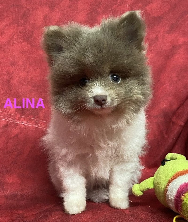 ALINA spitz Femelle Spitz allemand