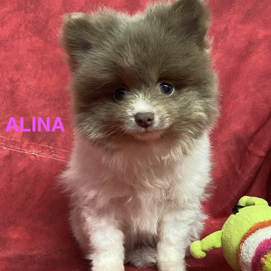 chiot Spitz allemand ALINA spitz Domaine de la Chantelaie