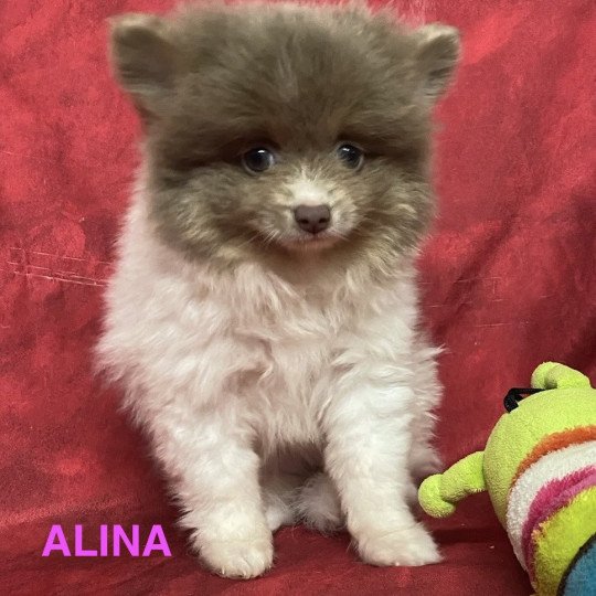 chiot Spitz allemand ALINA spitz Domaine de la Chantelaie