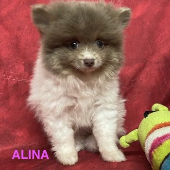 chiot Spitz allemand ALINA spitz Domaine de la Chantelaie chiot Spitz allemand ALINA spitz Domaine de la Chantelaie
