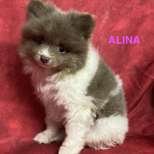 chiot Spitz allemand ALINA spitz Domaine de la Chantelaie