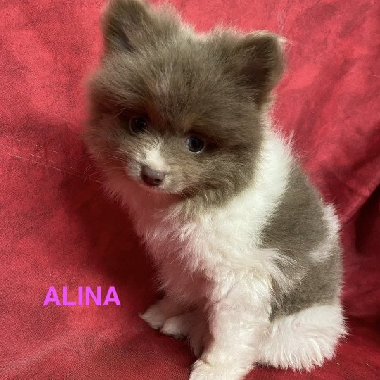 chiot Spitz allemand ALINA spitz Domaine de la Chantelaie