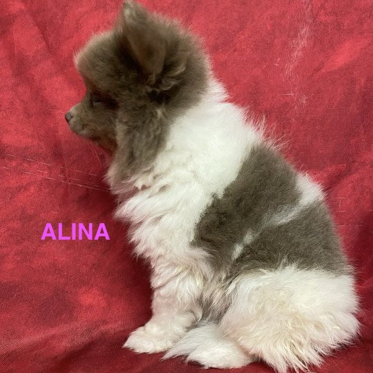 chiot Spitz allemand ALINA spitz Domaine de la Chantelaie