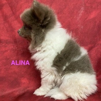 chiot Spitz allemand ALINA spitz Domaine de la Chantelaie chiot Spitz allemand ALINA spitz Domaine de la Chantelaie