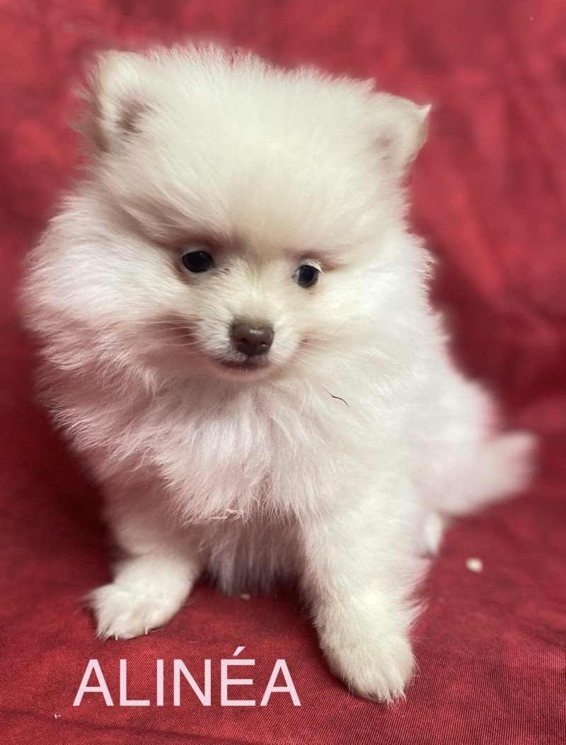 ALINÉA spitz Femelle Spitz allemand