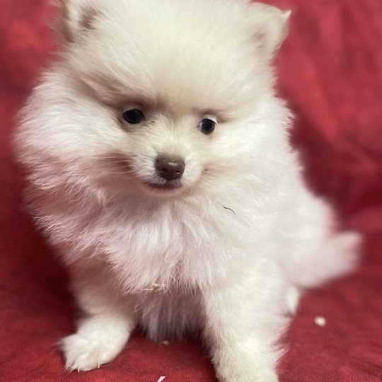 chiot Spitz allemand ALINÉA spitz Domaine de la Chantelaie
