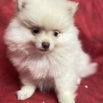 chiot Spitz allemand ALINÉA spitz Domaine de la Chantelaie chiot Spitz allemand ALINÉA spitz Domaine de la Chantelaie