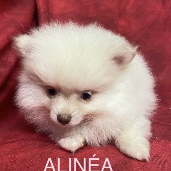 chiot Spitz allemand ALINÉA spitz Domaine de la Chantelaie chiot Spitz allemand ALINÉA spitz Domaine de la Chantelaie