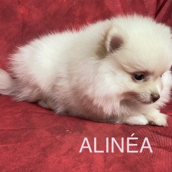 chiot Spitz allemand ALINÉA spitz Domaine de la Chantelaie chiot Spitz allemand ALINÉA spitz Domaine de la Chantelaie