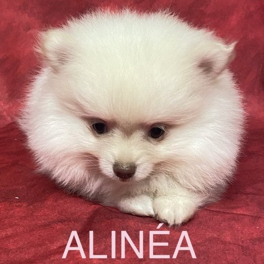 chiot Spitz allemand ALINÉA spitz Domaine de la Chantelaie