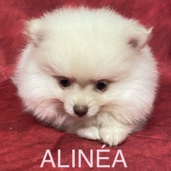 chiot Spitz allemand ALINÉA spitz Domaine de la Chantelaie chiot Spitz allemand ALINÉA spitz Domaine de la Chantelaie