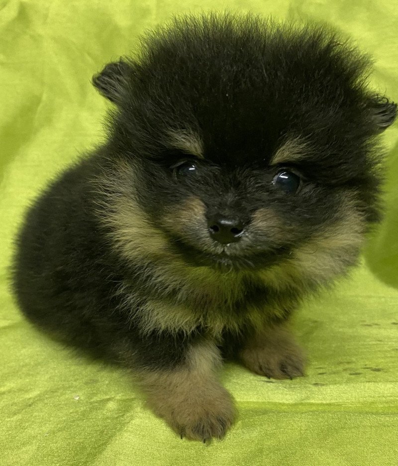 ALIO spitz nain Mâle Spitz allemand