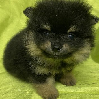 chiot Spitz allemand ALIO spitz nain Domaine de la Chantelaie