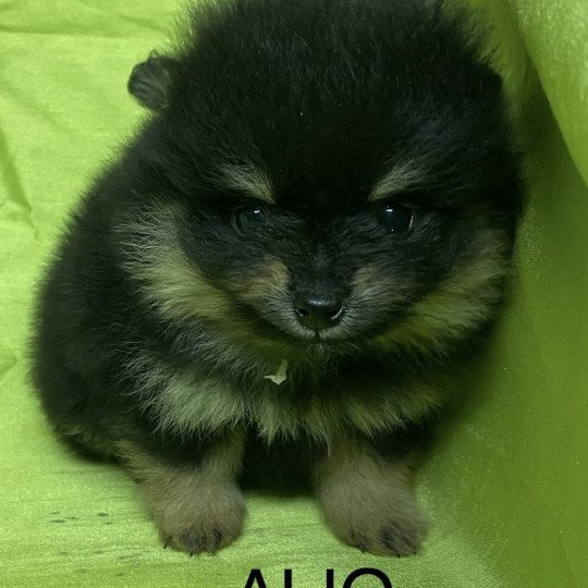 chiot Spitz allemand ALIO spitz nain Domaine de la Chantelaie