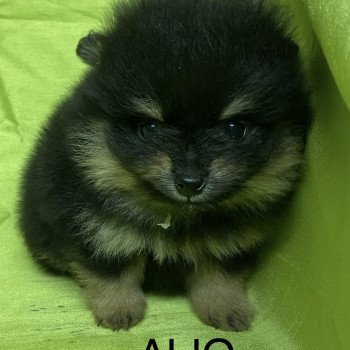 chiot Spitz allemand ALIO spitz nain Domaine de la Chantelaie