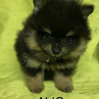 chiot Spitz allemand ALIO spitz nain Domaine de la Chantelaie