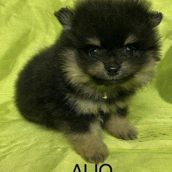 chiot Spitz allemand ALIO spitz nain Domaine de la Chantelaie