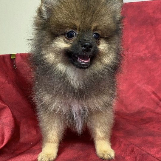 chiot Spitz allemand ALISTER spitz Domaine de la Chantelaie